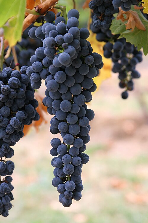long-hanging bunch of dark purple wine grapes still on the vine, with other grape bunches and leaves out of focus