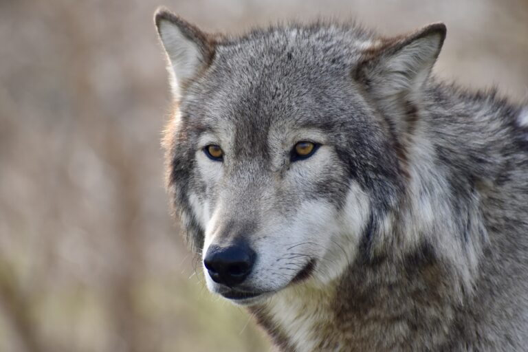 close up of a large predator, a gray wolf