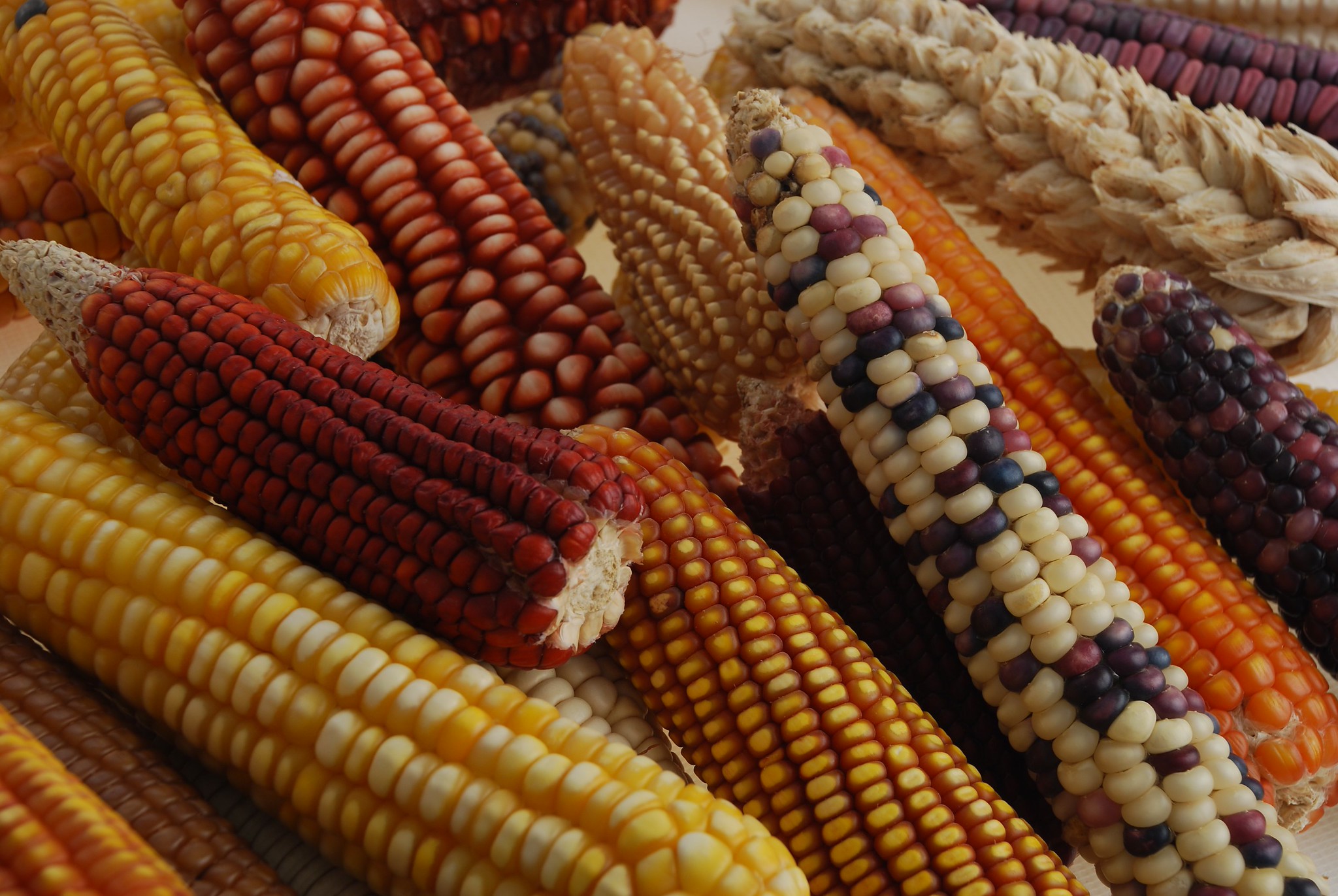 Ancient Teosinte Genes Reduce Nitrogen Loss in Modern Maize