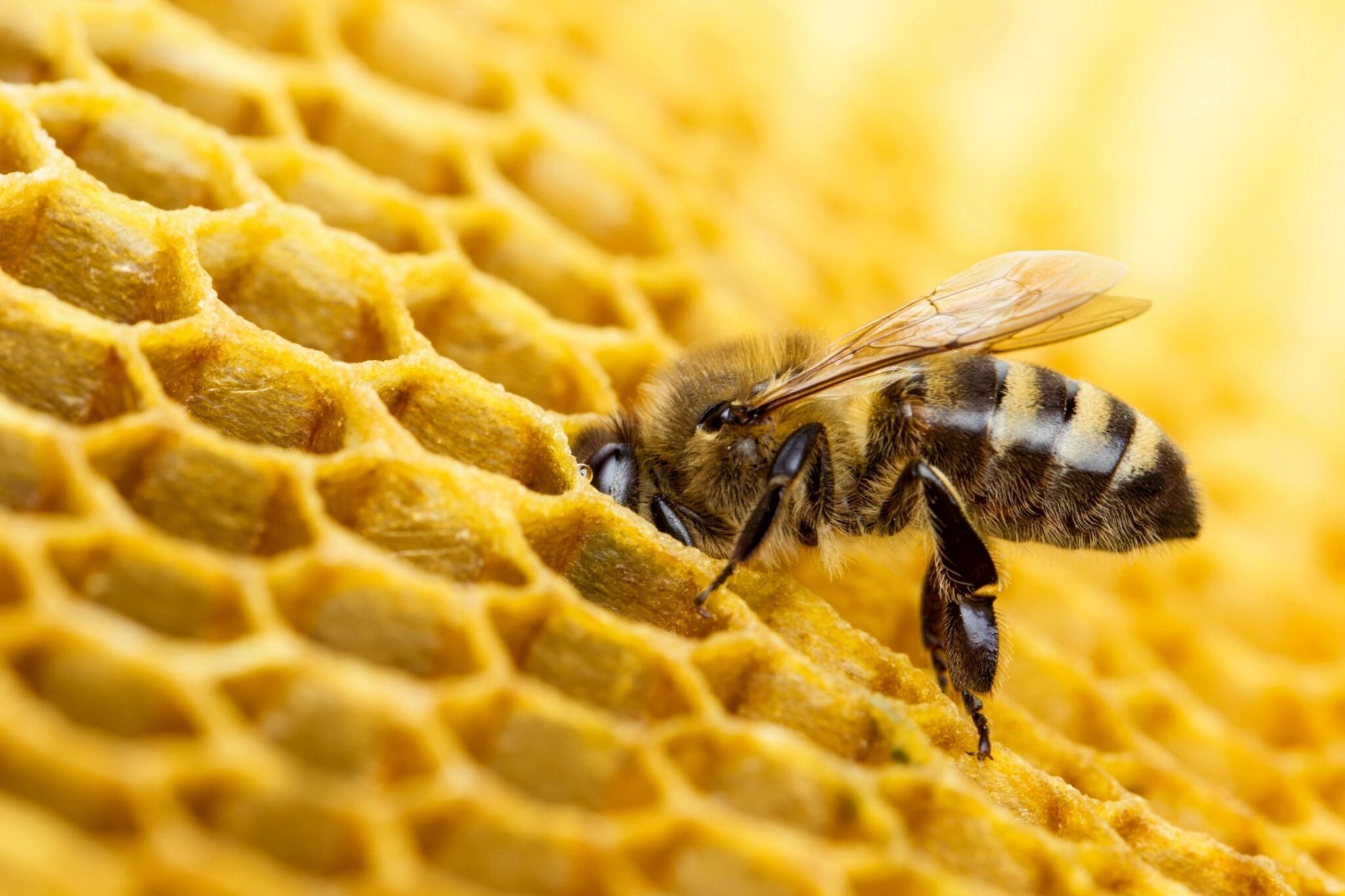 honeybees and honey