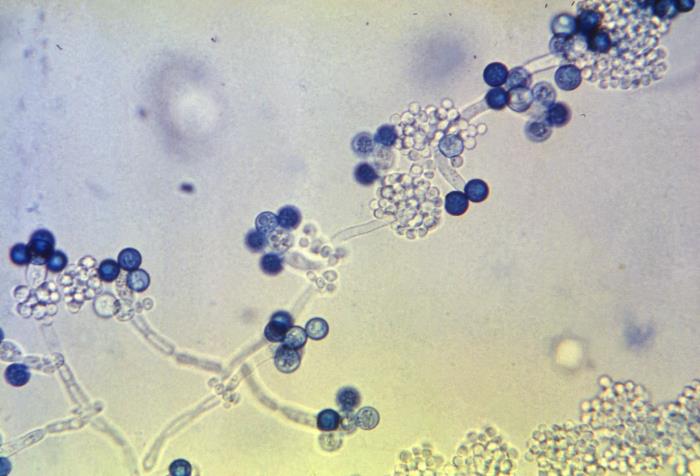 Fungus Fighter: Tackling Fungal Infections