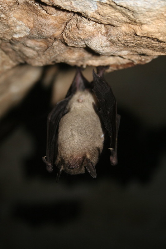 gray bat suspended from ceiling of a cave, hibernating