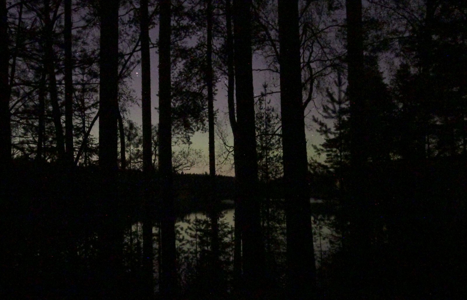 bat communication happens in forests at night like this one